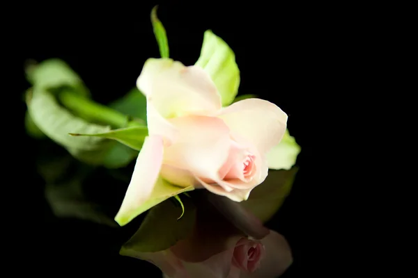 Рожева троянда впритул — стокове фото