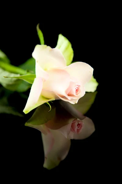 Różowa róża w zbliżenie — Zdjęcie stockowe