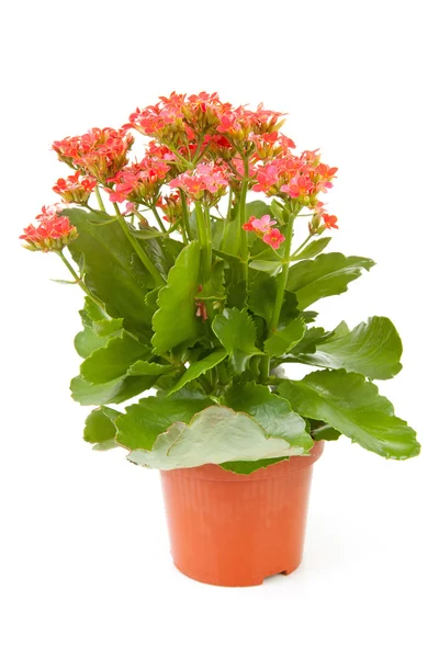 Roze kalanchoe bloem plant — Stockfoto