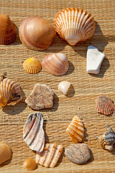 Couple of shells and stones — Stock Photo, Image