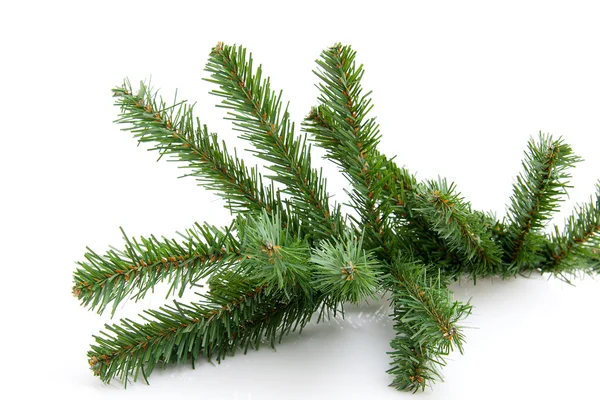 Plastic Bare twig from christmas tree — Stock Photo, Image