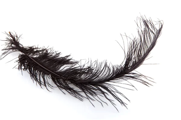 One black feather — Stock Photo, Image
