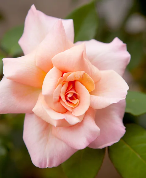 クローズ アップで美しいピンクのバラ — ストック写真