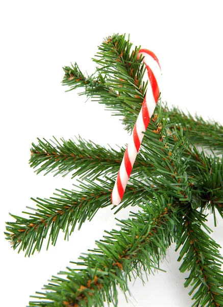 Rama del árbol de Navidad con caña de azúcar —  Fotos de Stock