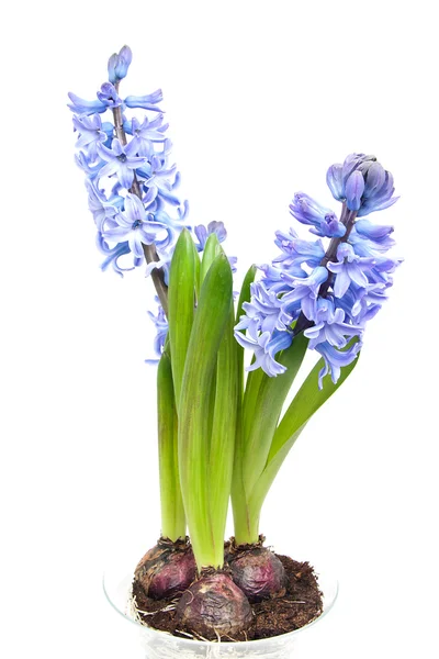 Purple Hyacinth flowers in closeup — Stock Photo, Image