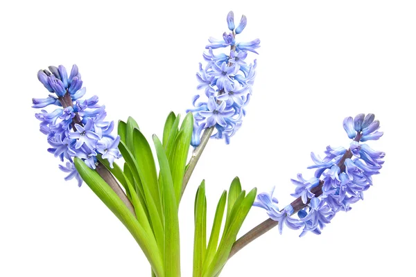 Purple Hyacinth Flowers Closeup White Background — Stock Photo, Image