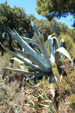 Agave bitki doğa, Fransa