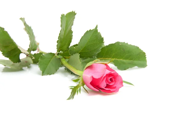 Una Rosa Hermosa Sobre Fondo Blanco — Foto de Stock