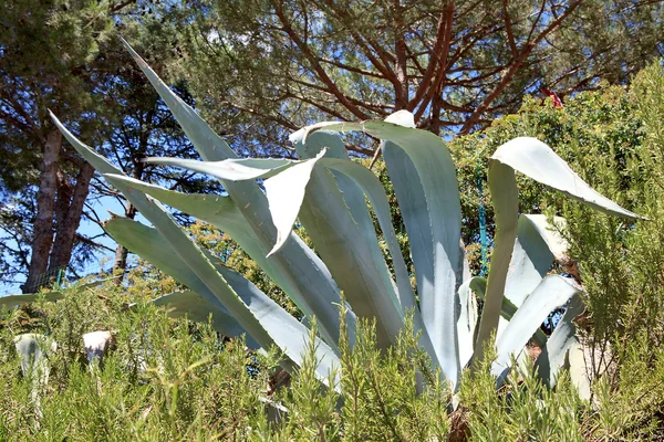 Agave Växter Naturen Södra Frankrike — Stockfoto