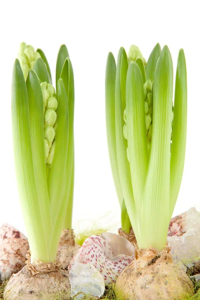 stock image White Hyacinth flower in closeup