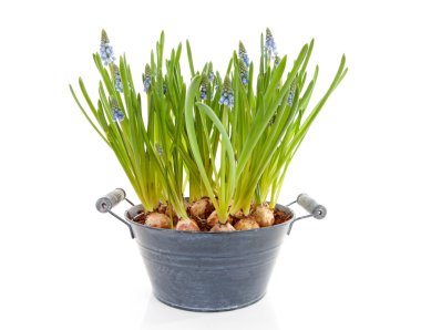 Muscari botryoides da mavi çiçek üzüm sümbül