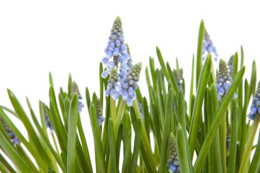 Muscari botryoides da mavi çiçek üzüm sümbül closeup beyaz zemin üzerine