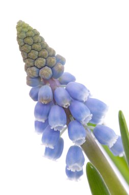 Muscari botryoides da mavi üzüm sümbül closeup içinde beyaz arka plan üzerinde çiçek.