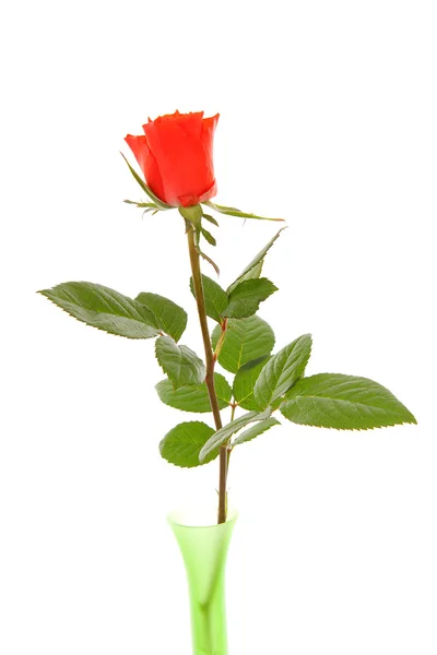 Одна Червона троянда — стокове фото