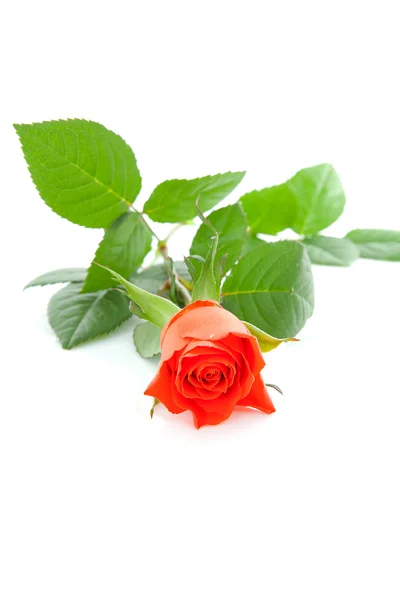 一朵红玫瑰 — 图库照片