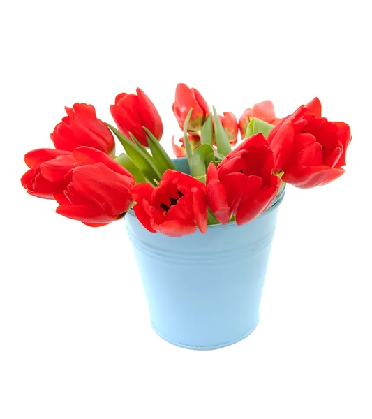 Синее ведро с красными тюльпанами — стоковое фото