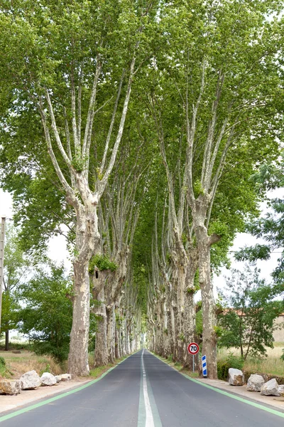 stock image Lane with trees