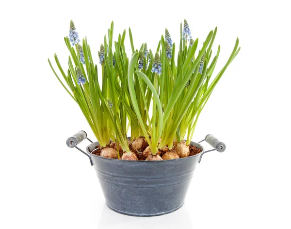 Muscari botryoides blommor även känd som blå druvor hyacint — Stockfoto