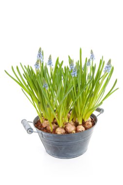 Muscari botryoides da mavi çiçek üzüm sümbül closeup beyaz zemin üzerine