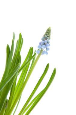 Muscari botryoides da mavi çiçek üzüm sümbül closeup beyaz zemin üzerine