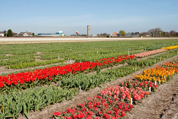 Holländische Landschaft Zwiebelfelder Mit Weißen Tulpen — Stockfoto