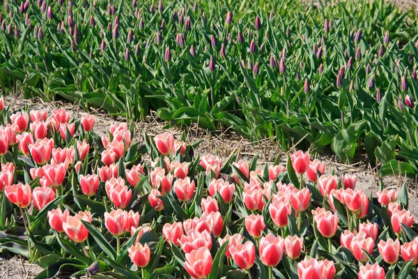 Güzel Pembe Mor Hollandalı Lale Çiçek Alanı — Stok fotoğraf