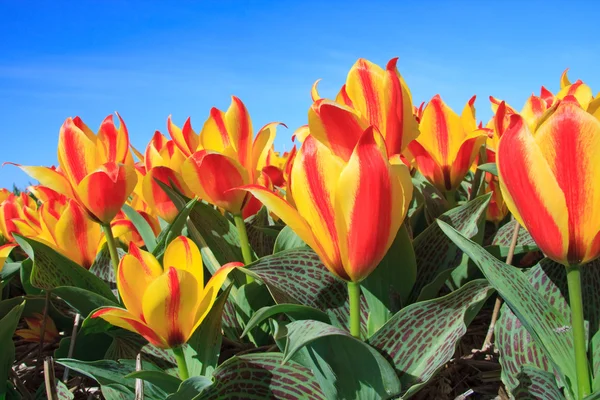 Closeup Beautiful Dutch Tulip Flowers Field Blue Sunny Sky — Stock Photo, Image