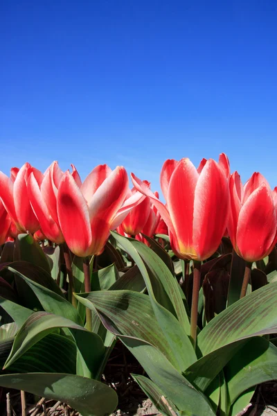 Nydelig, nederlandsk tulipanblomster på jordet – stockfoto