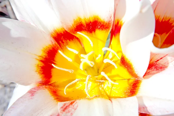 Красивый голландский тюльпан крупным планом — стоковое фото