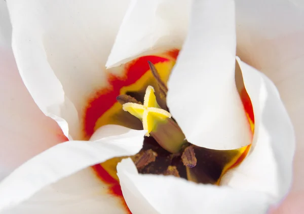 Серце Красивого Білого Тюльпана Впритул — стокове фото