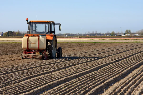 Traktor Pracuje Holandské Květinové Cibule Pole — Stock fotografie