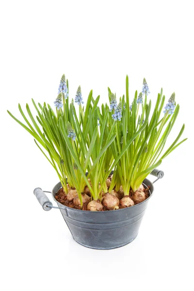 Blauwe Druifjes Bloemen Ook Bekend Als Blauwe Druif Hyacint Close — Stockfoto