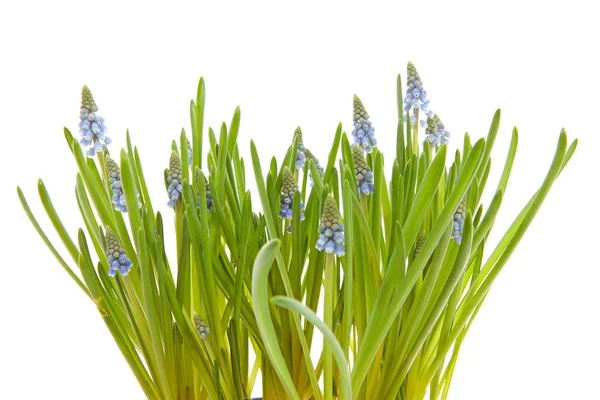 穆斯卡里出芽鲜花也称为蓝色葡萄风信子在白色背景上的特写 — 图库照片
