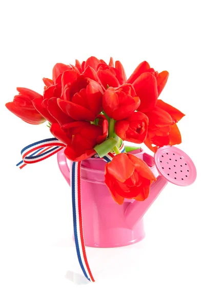 Rosa Gießkanne mit roten holländischen Tulpen — Stockfoto