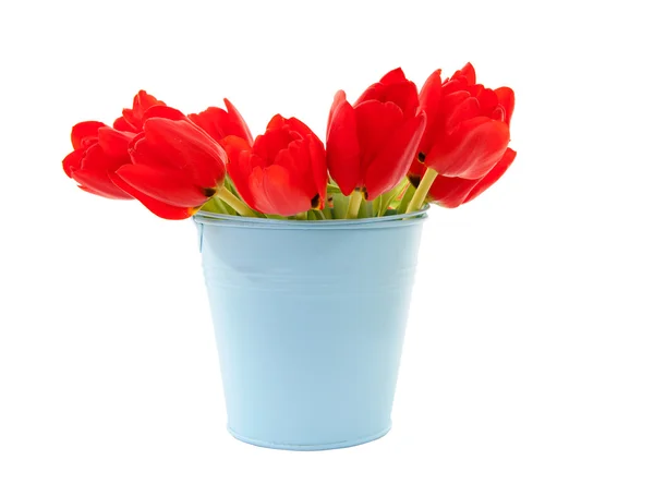 Синее ведро с красными тюльпанами — стоковое фото