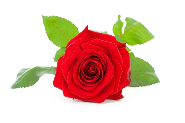 Schöne Rote Rose Nahaufnahme Über Weißem Hintergrund — Stockfoto