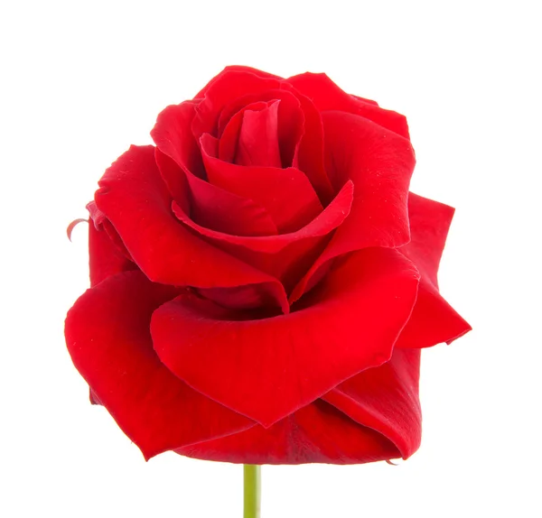 Hermosa Rosa Roja Primer Plano Sobre Fondo Blanco —  Fotos de Stock