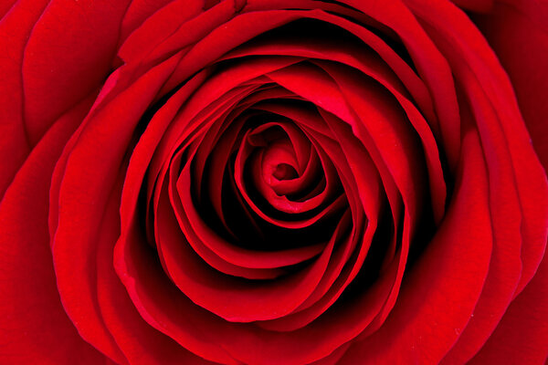 Background of beautiful red rose in closeup