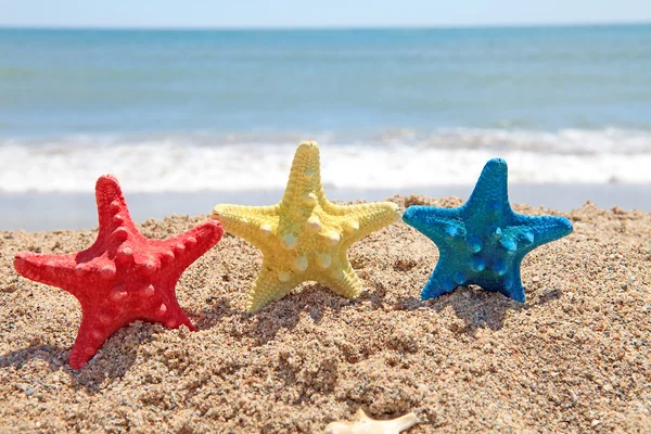 Красочные Раковины Морской Звезды Пляже Вблизи Океана — стоковое фото