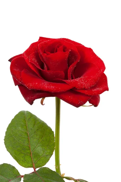 Bela rosa vermelha com gotas de água — Fotografia de Stock