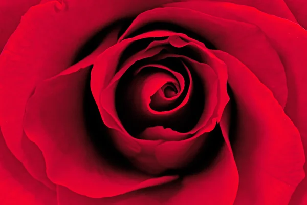 Hermosa Rosa Roja Primer Plano —  Fotos de Stock