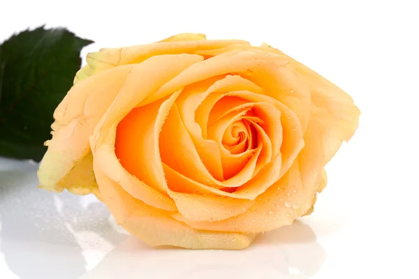 Wunderschöne Orangefarbene Rose Mit Wassertropfen Nahaufnahme Vor Weißem Hintergrund — Stockfoto