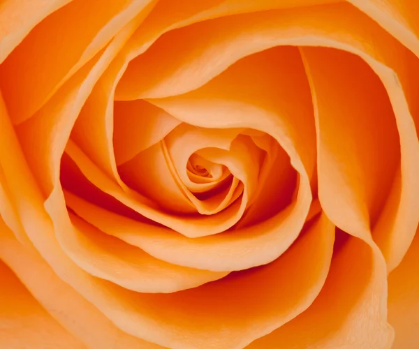 Vacker orange ros — Stockfoto