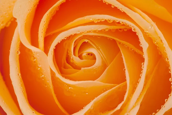 Hermosa Rosa Naranja Con Gotas Agua Primer Plano —  Fotos de Stock
