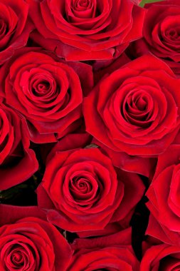 Background of red roses clipart