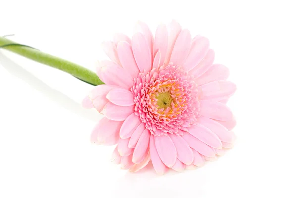 Beautifil roze gerber — Stockfoto