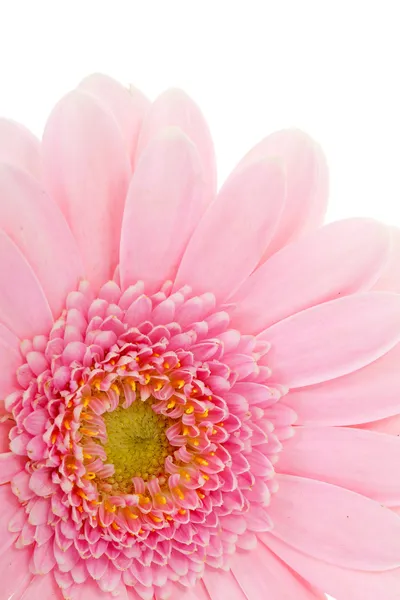 BEAUTIFIL rosa gerber — Stockfoto