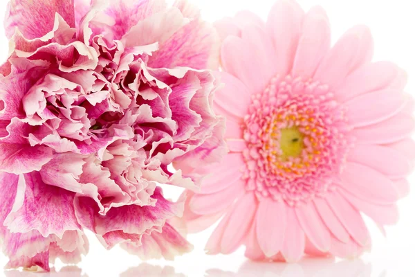 Ροζ Γαρύφαλλο Και Gerber Λουλούδια Closeup Πάνω Από Λευκό Φόντο — Φωτογραφία Αρχείου