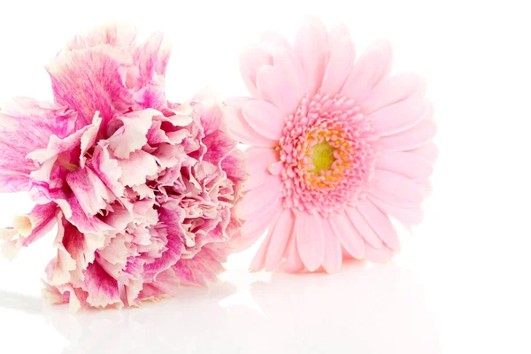 Rózsaszín Szegfű Gerber Virágok Vértes Felett Fehér Háttér — Stock Fotó