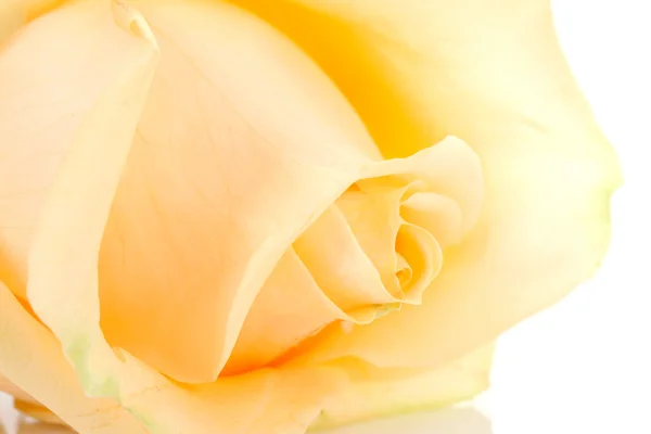 Bella rosa arancione in primo piano — Foto Stock